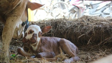 Anak Sapi ini Terlahir dengan Dua Mulut dan Empat Mata