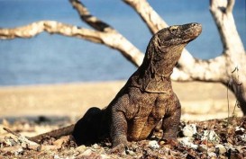 KLHK: Wisatawan Bisa Lihat Komodo Berburu Mulai Tahun Depan