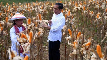 Produksi Jagung Stagnan, Kualitas Benih Jadi Biang Keladi