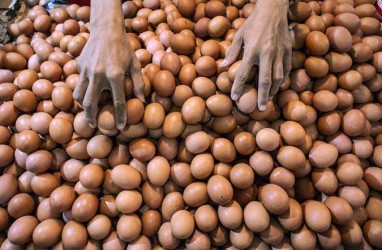 Afkir Dini Jadi Solusi atas Rendahnya Harga Telur Ayam