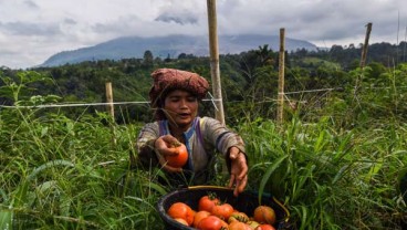 Pemerintah Dorong Kemitraan Inti Plasma Tanaman Pangan