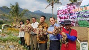 Kabupaten Malang Didorong Jadi Sentra Bawang Merah Nasional