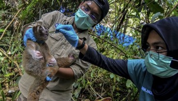 3 Kukang Jawa Dilepasliarkan di Hutan Kamojang Garut