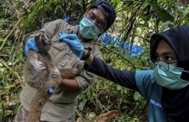 3 Kukang Jawa Dilepasliarkan di Hutan Kamojang Garut