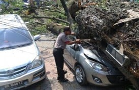 Ada Pohon Tumbang di Universitas Pancasila dan Kebagusan