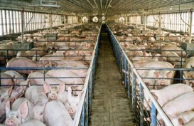 Ribuan Babi Mati Diduga Terjangkit ASF, Ini Respons Kementan