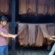 PTPN XII Bangun Pabrik Karet Senilai Rp42 miliar di Malang
