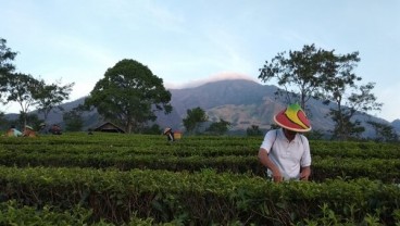 PTPN XII Bidik Pendapatan Wisata Agro Tembus Rp100 Miliar
