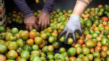 Harga Tomat Sayur di Sulut Sudah Naik 500 Persen