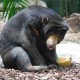 Kaltim Minta Pihak Terkait Jaga Habitat Beruang Madu