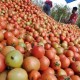Petani Tomat di Sulut Diimbau Prioritaskan Pasar Lokal