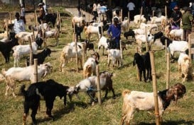 Di Boyolali, Posyandu Kambing Beroperasi Tiap Semester