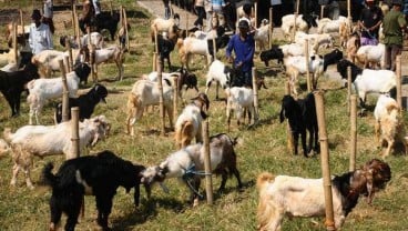 Di Boyolali, Posyandu Kambing Beroperasi Tiap Semester