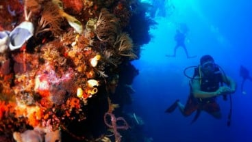 Menyelami Potensi Wisata Bawah Laut Maumere