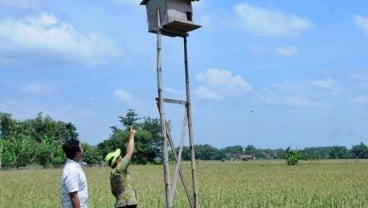 Karawang Alokasikan Rp119 Juta untuk Penangkaran Burung Hantu