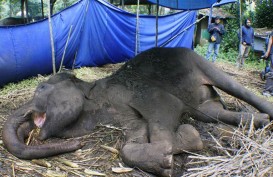 Satu Gajah Mati Ditemukan di Daerah Konsesi Riau
