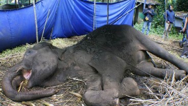 Satu Gajah Mati Ditemukan di Daerah Konsesi Riau