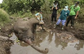 Petugas KLHK Selidiki Penyebab Gajah Mati di Kawasan Konsesi Bengkalis