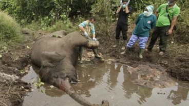 Petugas KLHK Selidiki Penyebab Gajah Mati di Kawasan Konsesi Bengkalis