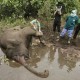 Petugas KLHK Selidiki Penyebab Gajah Mati di Kawasan Konsesi Bengkalis