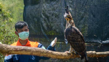 PUSAT KONSERVASI ELANG KAMOJANG