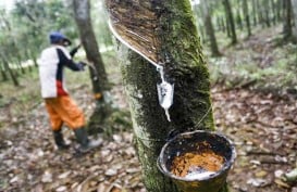 Perkebunan Karet : Berharap Serapan Sejalan dengan Produksi