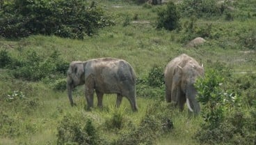 Asyik, Pelintas Jalan Tol Pekanbaru-Dumai Bonus Pemandangan Gajah