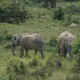 Asyik, Pelintas Jalan Tol Pekanbaru-Dumai Bonus Pemandangan Gajah