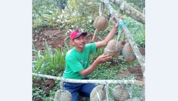 Biar Tak Kehabisan, Durian Wonogiri Ini Dipesan Sebelum Panen