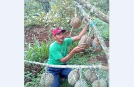 Biar Tak Kehabisan, Durian Wonogiri Ini Dipesan Sebelum Panen
