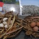 KLHK Dalami Isu Kontaminasi Dioksin pada Tahu dan Telur Ayam