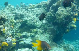KKP Berkukuh Pertahankan Koral Alam