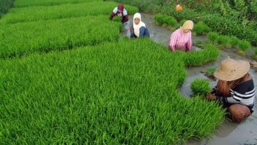 Petani di Karawang Tunda Tanam Akibat Persediaan Air belum Maksimal