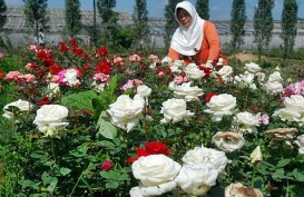 IPB dan Pemkab Bogor akan Gelar Festival Bunga dan Buah Nusantara