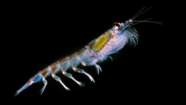 Manfaat Minyak Krill Antartika dari Pencegahan Kardiovaskular Hingga Penuaan 