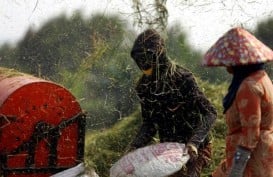 Bibit Padi untuk Petani di Sumbawa Barat Mulai Disalurkan
