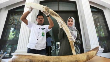 Pelaku Pembunuhan Gajah di Aceh dan Riau Diduga Satu Komplotan