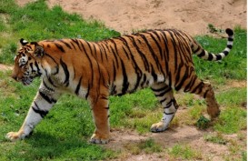 Harimau Sumatra Mangsa Ternak Warga, BKSDA Datangkan Pawang