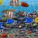Ikan Hias Diharapkan Sumbang 10 Persen dari Total Nilai Ekspor Perikanan