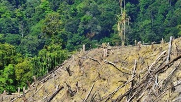 Sulteng Hadapi Ancaman Bencana Akibat 264.874 Ha Lahan Kritis