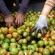 Inflasi Sulut Desember 2019 Masih Dipengaruhi Harga Tomat Sayur
