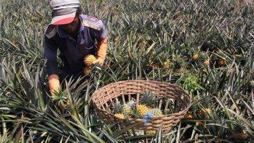 Kadin Riau Tawarkan Hilirisasi Komoditas Nanas