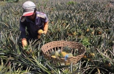 Kadin Riau Tawarkan Hilirisasi Komoditas Nanas