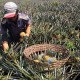 Kadin Riau Tawarkan Hilirisasi Komoditas Nanas