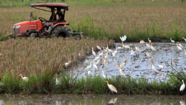 Lahan Menyusut Tapi Produksi Padi Jateng Diklaim Meningkat