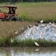 Lahan Menyusut Tapi Produksi Padi Jateng Diklaim Meningkat