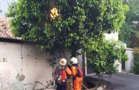Sarang Tawon Dievakuasi dari 11 Lokasi di Jakarta Timur