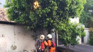 Sarang Tawon Dievakuasi dari 11 Lokasi di Jakarta Timur