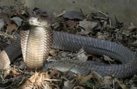 Warga Gunungkidul Diresahkan Kemunculan Belasan Anak Ular Kobra, Induknya tak Ditemukan