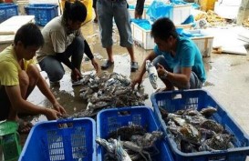 Pembangunan 3 Pasar Ikan Bertaraf Internasional Rampung 2024